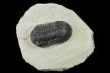 Bargain, Paralejurus Trilobite Fossil - Ofaten, Morocco #154368-1